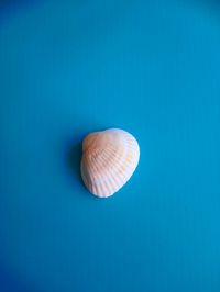 High angle view of seashell on blue table