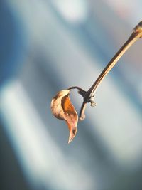 Close-up of lizard on plant against sky