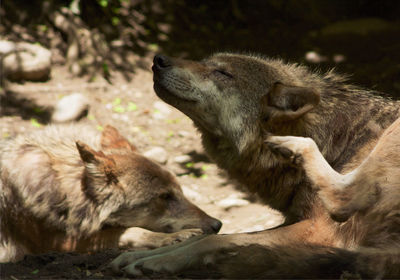 Wolves relaxing on field