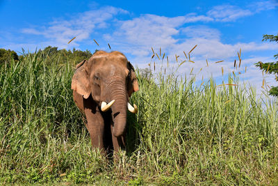 View of elephant on field against sky