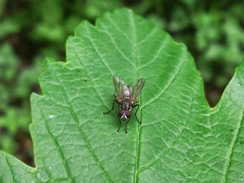 Close-up of insect on leaf