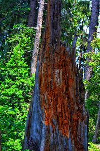 Close-up of tree trunk in forest