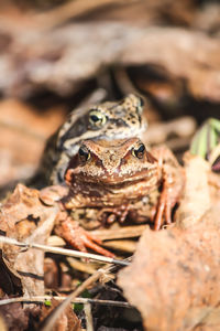 Frogs in breeding season