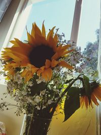 Close-up of yellow flowers blooming at home