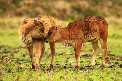 Calves playing with each other in the fields