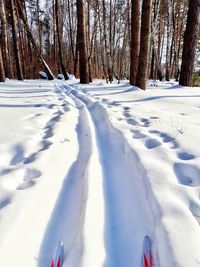 Snow covered trees in forest