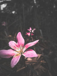 Close-up of pink flowering plant