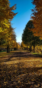 Trees growing on footpath against sky during autumn