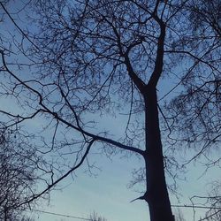 tree