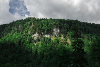 Scenic view of forest against sky