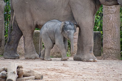View of elephant in zoo