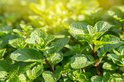 Close-up of fresh green leaves