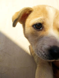 Close-up portrait of dog