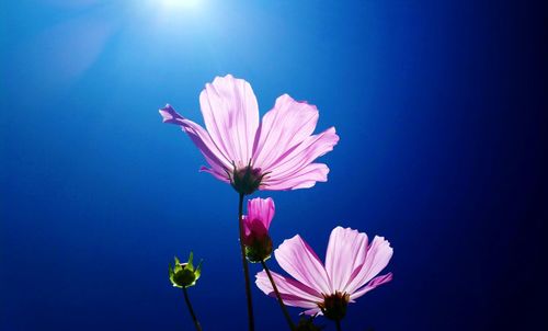 Low angle view of cosmos flowers blooming against clear sky