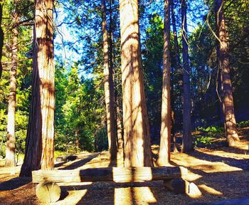 Trees growing in sunlight