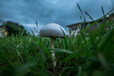 Close-up of mushroom growing on field