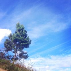 Low angle view of tree against sky