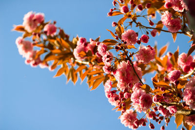 Low angle view of cherry blossoms against sky