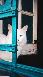 Close-up of cat sitting on window