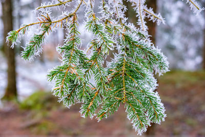 Close-up of pine tree during winter