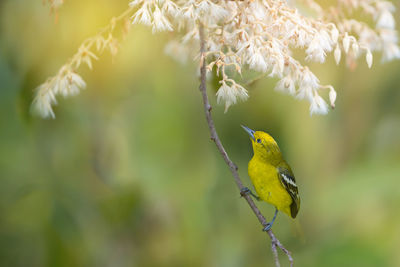 Close-up of bird perching on tree