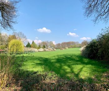 Scenic view of field against sky