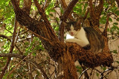 Portrait of a cat on tree trunk