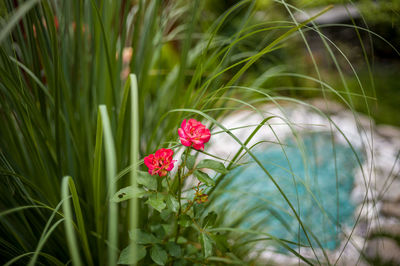 Close-up of pink flowering plant