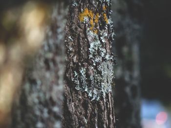 Close-up of tree trunk during winter