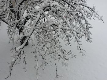 Close-up of dry plant in snow