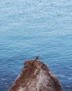 Bird perching on rock in front of sea