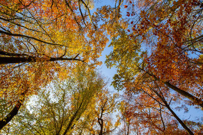 Low angle view of autumnal trees against sky