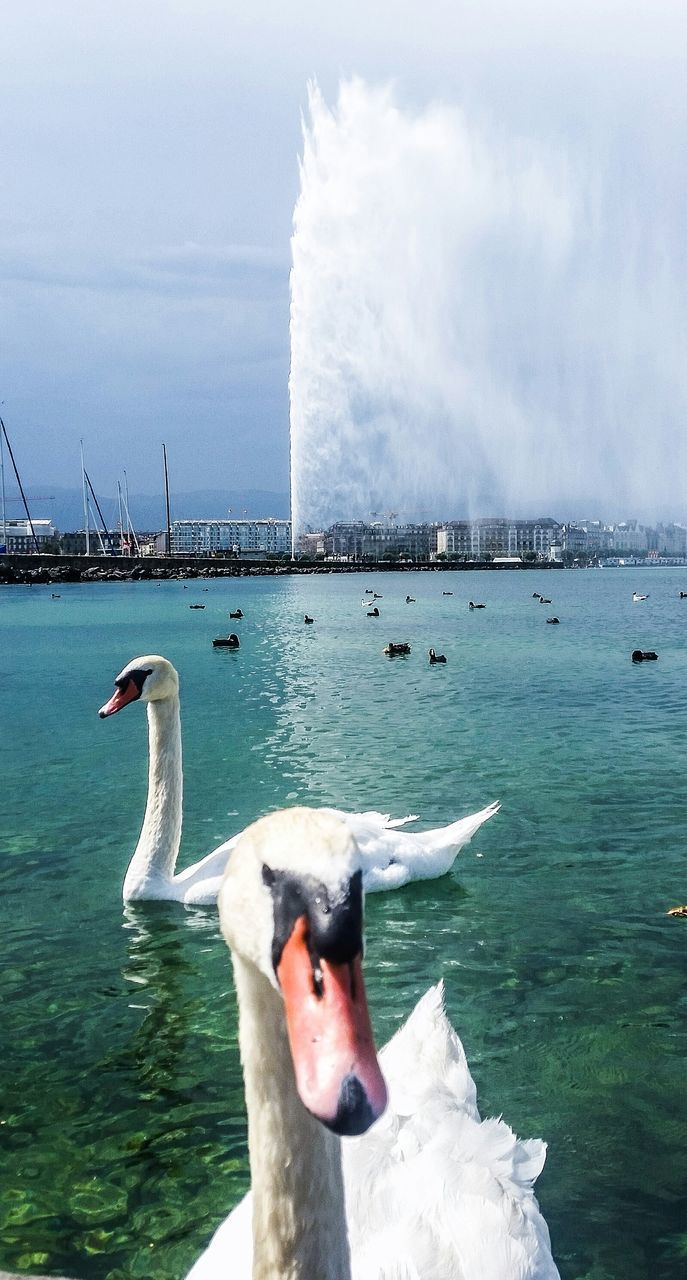 water, animal themes, bird, animals in the wild, seagull, wildlife, sky, sea, waterfront, two animals, lake, one animal, nature, day, swan, swimming, river, rippled, outdoors, cloud - sky