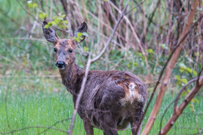 Portrait of deer standing on field