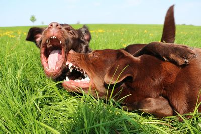 Portrait of a dog on field