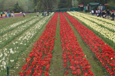 People on field during autumn