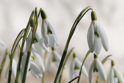 Close-up of white flowers