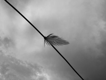 Low angle view of bird flying against sky