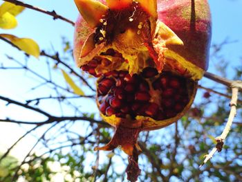 Low angle view of fruit on tree against sky