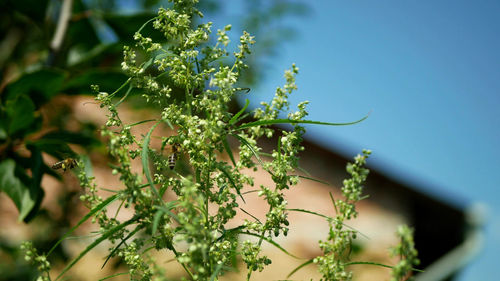 Low angle view of flowering plant