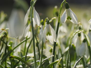 Close-up of white flowering plants on field