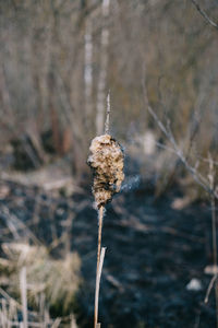 Close-up of wilted plant