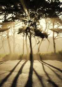 Sunlight streaming through trees on field