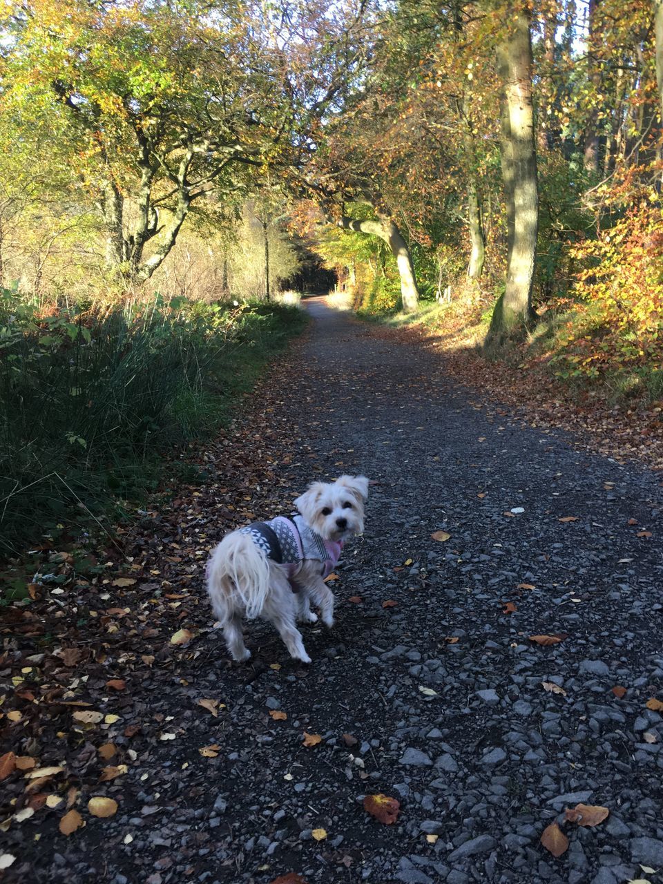 dog, pets, domestic animals, animal themes, one animal, tree, mammal, leaf, autumn, road, day, outdoors, nature, full length, no people