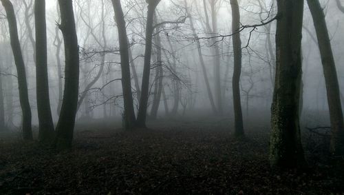 Trees in forest