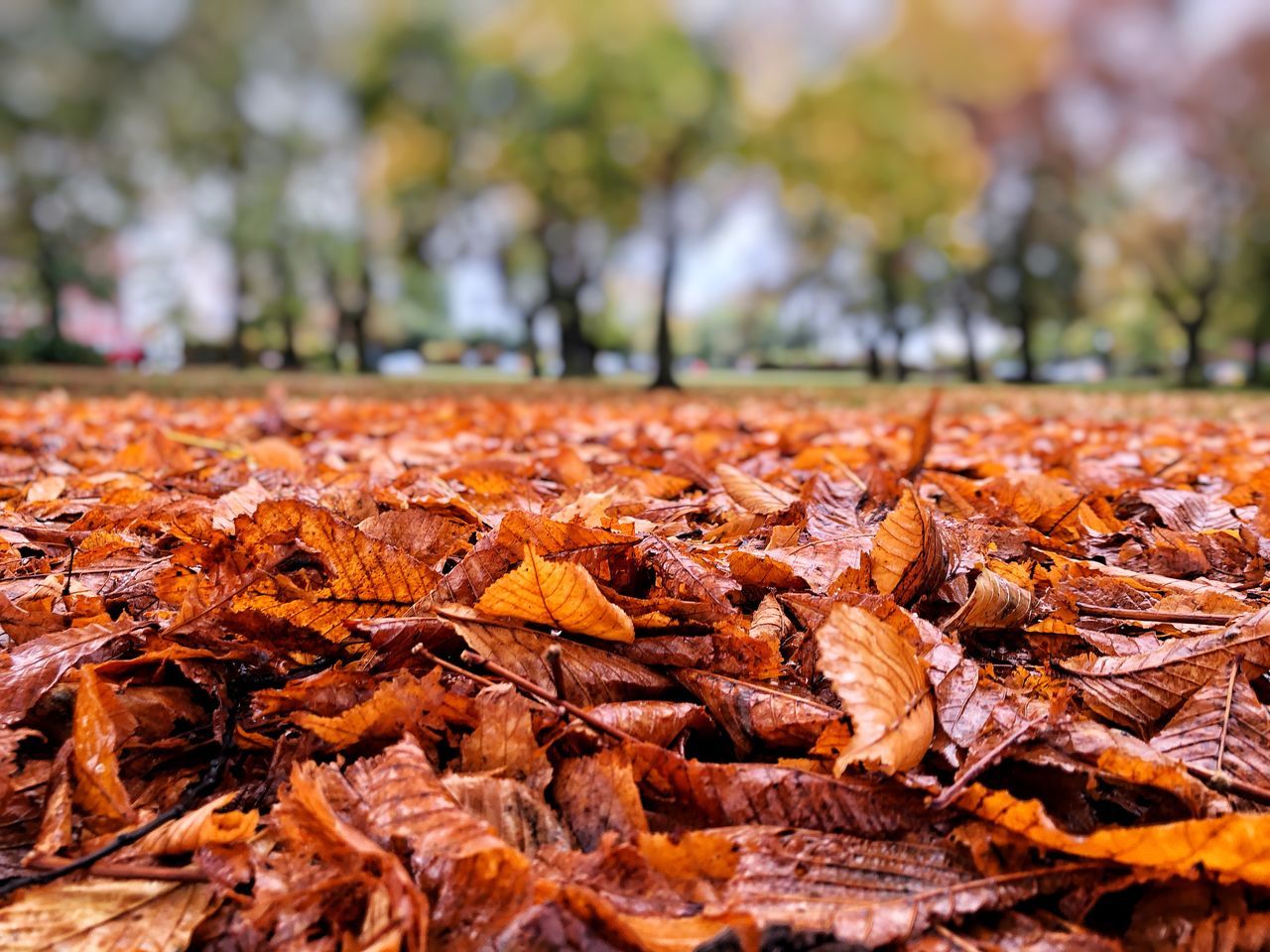 autumn, leaf, plant part, change, leaves, dry, nature, orange color, tree, plant, no people, day, close-up, falling, field, selective focus, beauty in nature, land, brown, focus on foreground, outdoors, natural condition, maple leaf, surface level, autumn collection, fall