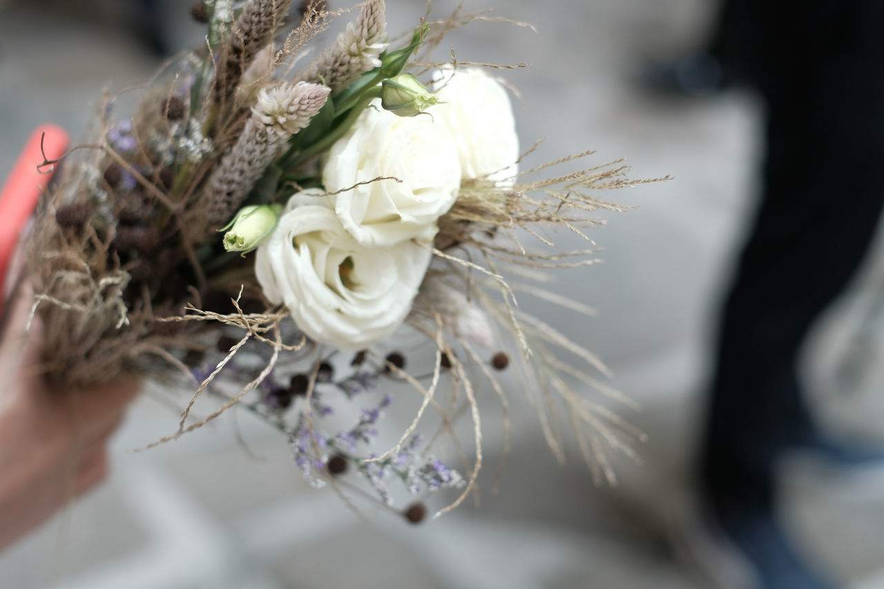 CLOSE-UP OF WHITE ROSES