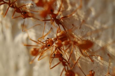 Close-up of ant on plant