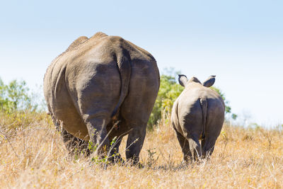 Rear view of rhinoceros with calf walking on field against sky
