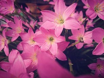 Close-up of pink flower